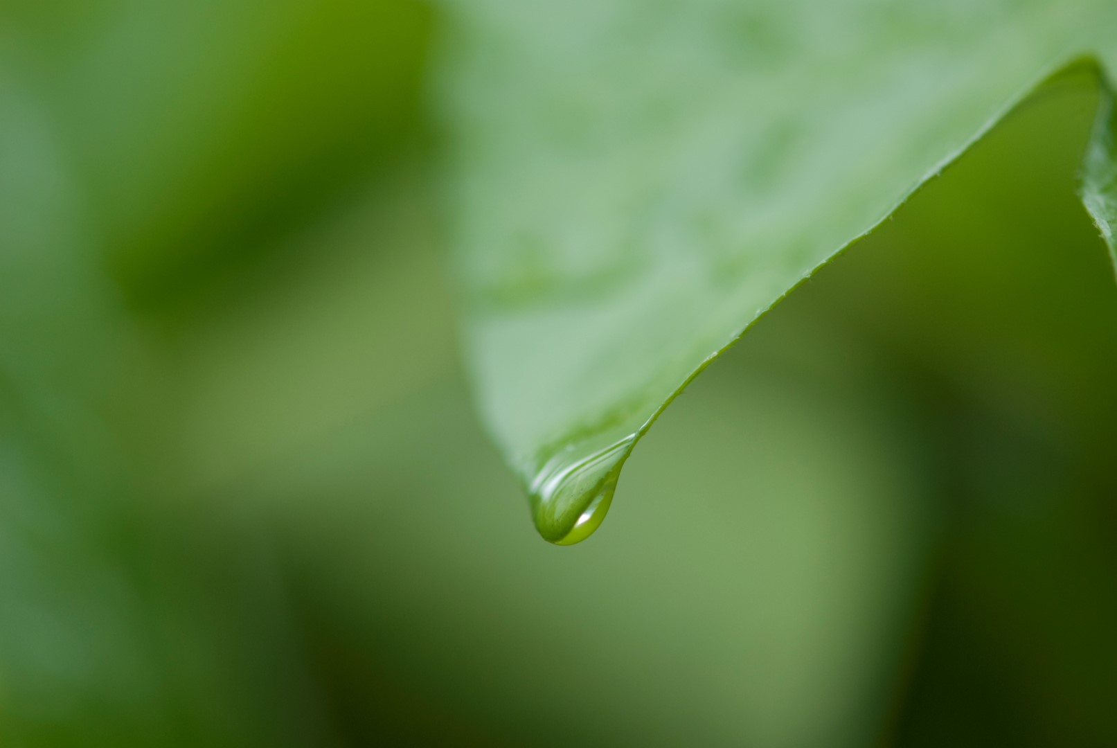 kantoorinrichting kantoorplanten groen op kantoor gezond werken