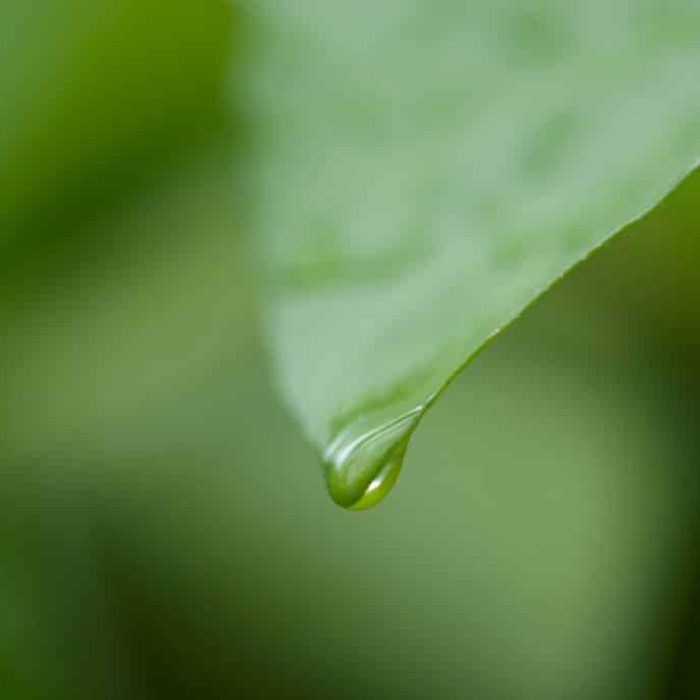 Breng buiten naar binnen met natuurlijke plantenbakken